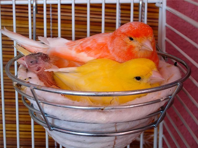 Содержание канареек и уход за ними в Лысьве