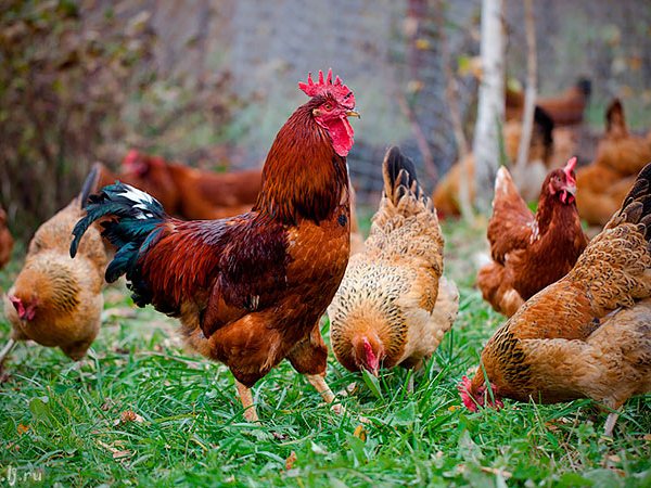 Породы куриц | ЗооТом - продажа, вязка и услуги для животных в Лысьве