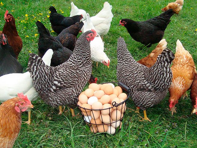 Содержание кур и уход за ними | ЗооТом - продажа, вязка и услуги для животных в Лысьве