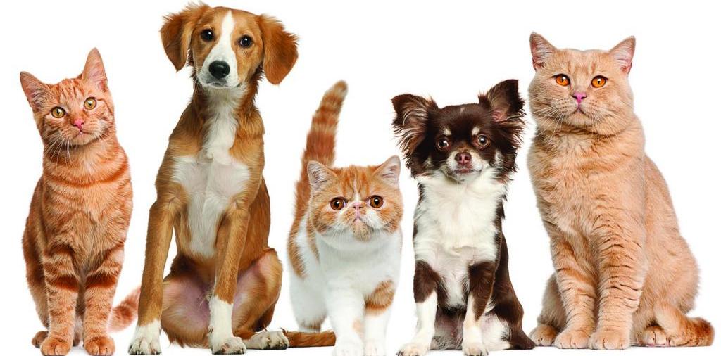 Доска объявлений о животных | ЗооТом - продажа, вязка и услуги для животных в Лысьве