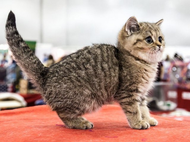 Породы кошек в Лысьве | ЗооТом портал о животных