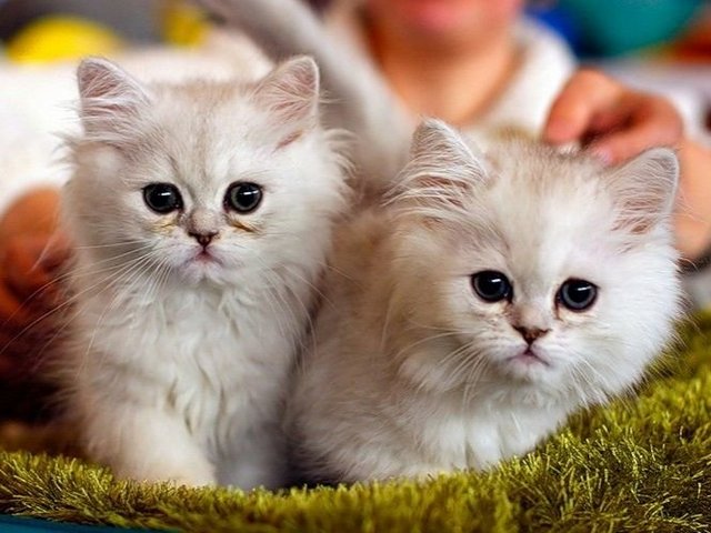 Породы кошек в Лысьве | ЗооТом портал о животных