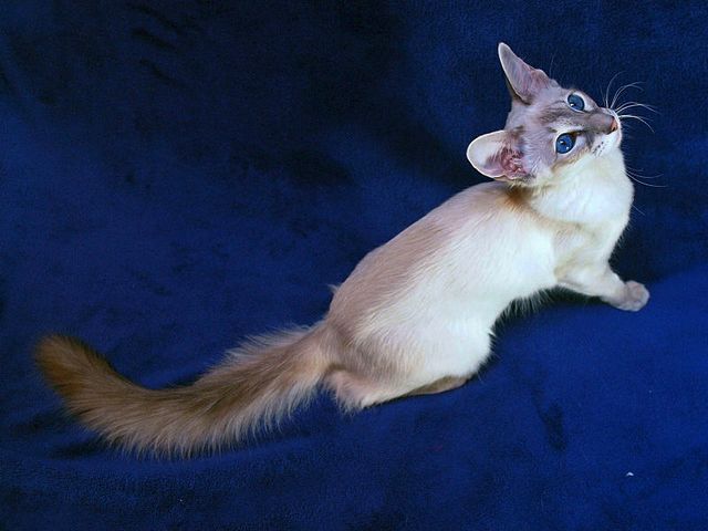 Выведенные породы кошек в Лысьве | ЗооТом портал о животных