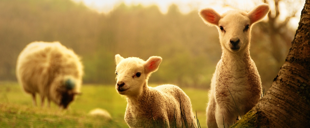 Объявления о сельскохозяйственных животных | ЗооТом - продажа, вязка и услуги для животных в Лысьве