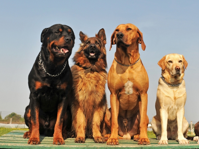 Крупные породы собак в Лысьве | ЗооТом портал о животных