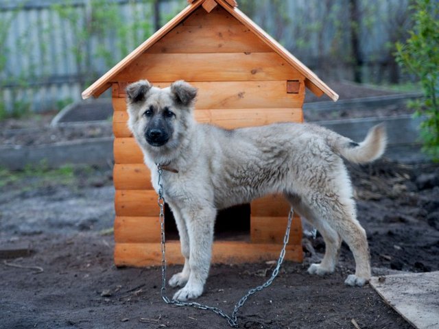Все о собаках в Лысьве Все о собаках в Лысьве